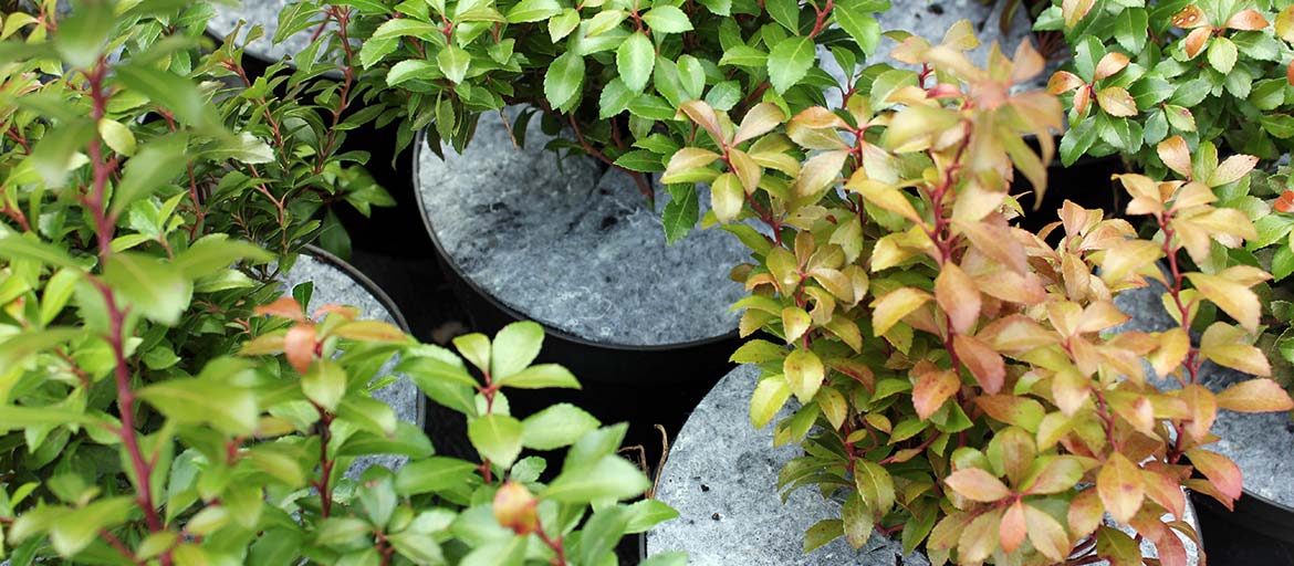 Discos en macetas discos de tela no tejida protección contra malezas Polonia