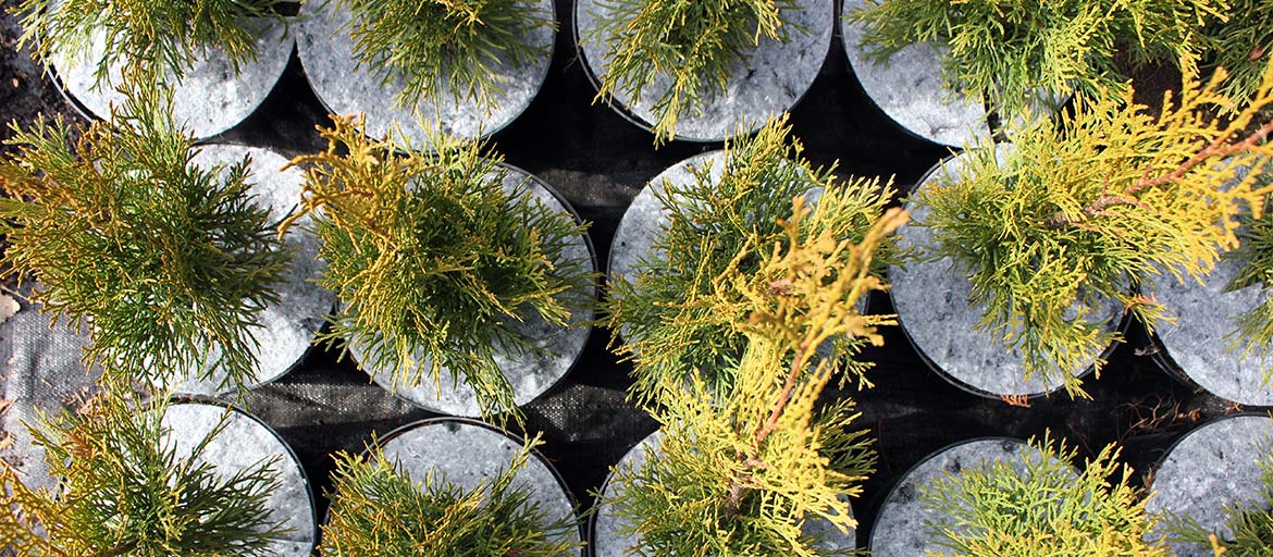 Discos en macetas discos de tela no tejida protección contra malezas Polonia