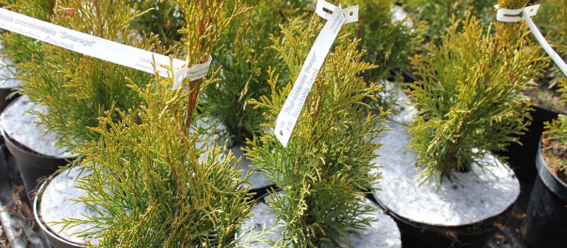 Discos en macetas discos de tela no tejida protección contra malezas Polonia