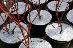 protección contra las malas hierbas Polonia 03