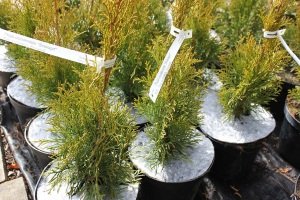 protección contra las malas hierbas Polonia 08